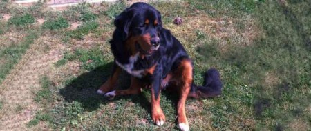 Připravte svého pejska na podzim!